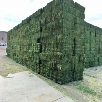 Best Selling High Quality Alfalfa Hay Top Grade Sun Cured Green Alfalfa Hay For Sale