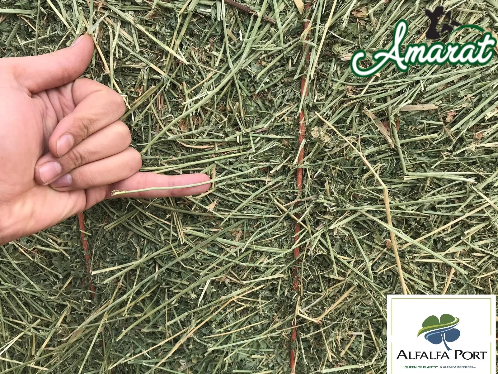 
MEDIUM AND LARGE ALFALFA HAY BALES FROM TURKEY 