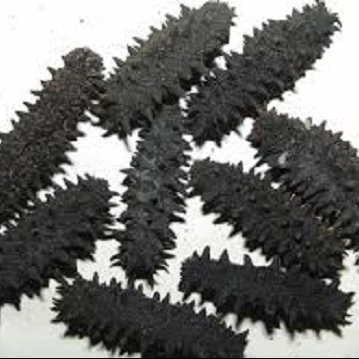 Greece Dried Wild sea cucumber Simonfish Amsterdam High Quality Sea Cucumber For Sale greek polii tubulosa