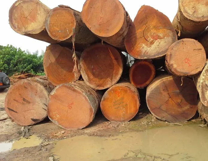  Eucalyptus timber logs and
