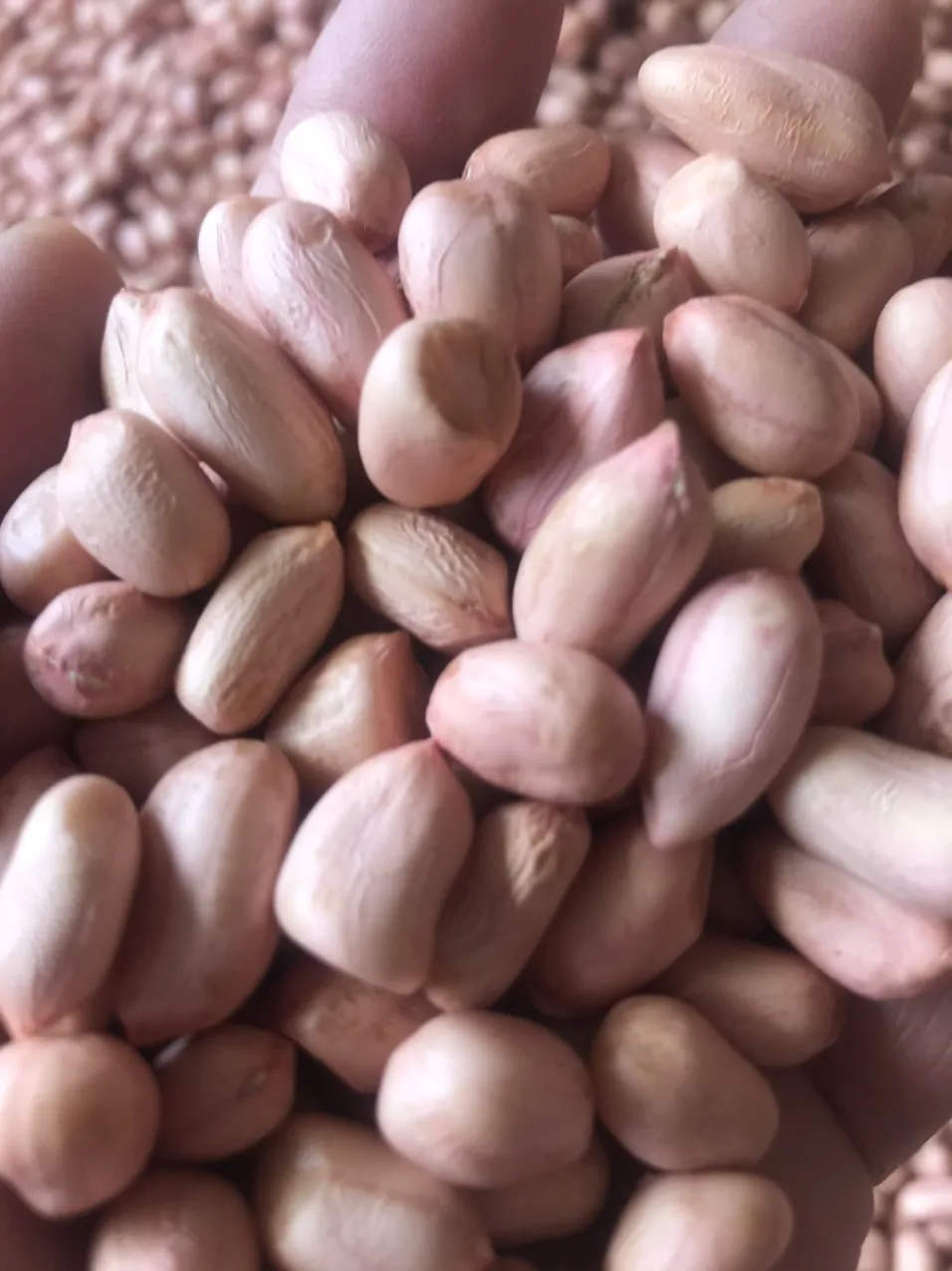 Newest Crop Delicious Fresh Light Pink Fatty Typical Taste Raw Dried Peanuts From Vietnam Manufacturer