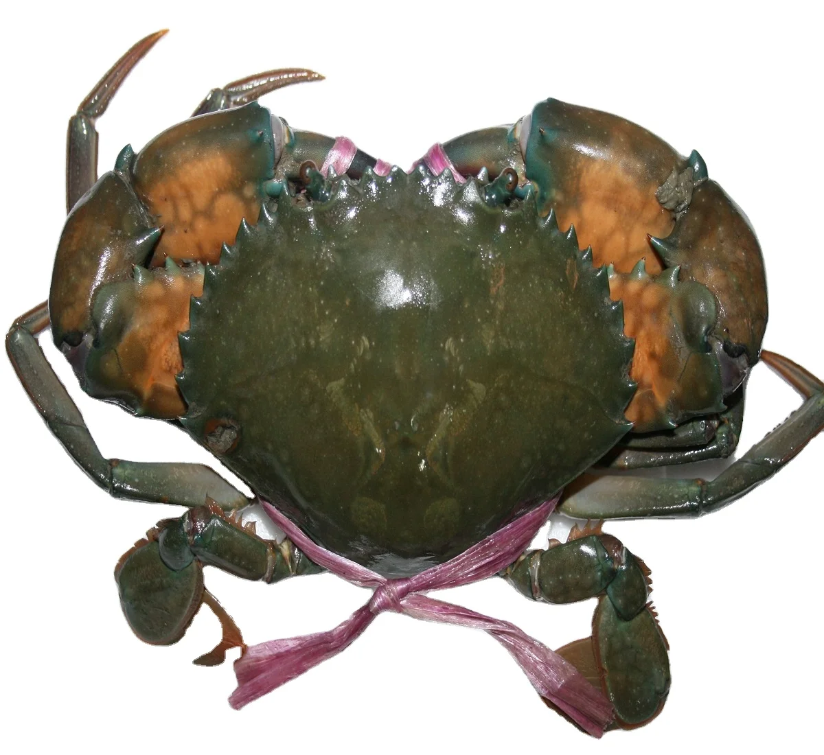 Premium Quality  Fresh Mud Crab