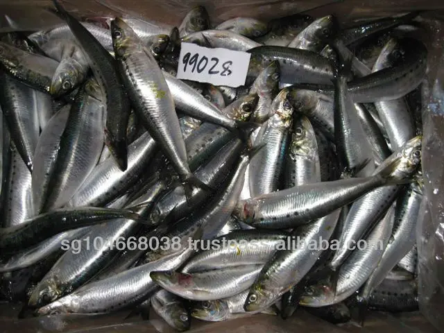 125g 50tins Cheap Price Canned Sardine Titus Fish in Vegetable Oil Body OEM Style Piece Packaging Pcs Weight Easy Sardines HGT