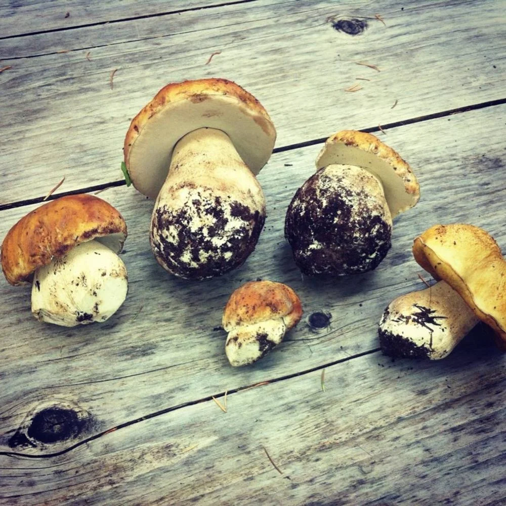 
Natural magic mushrooms dried with good quality 