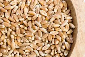 High Quality Wheat Grain Soft  Wheat at Wholesale Price