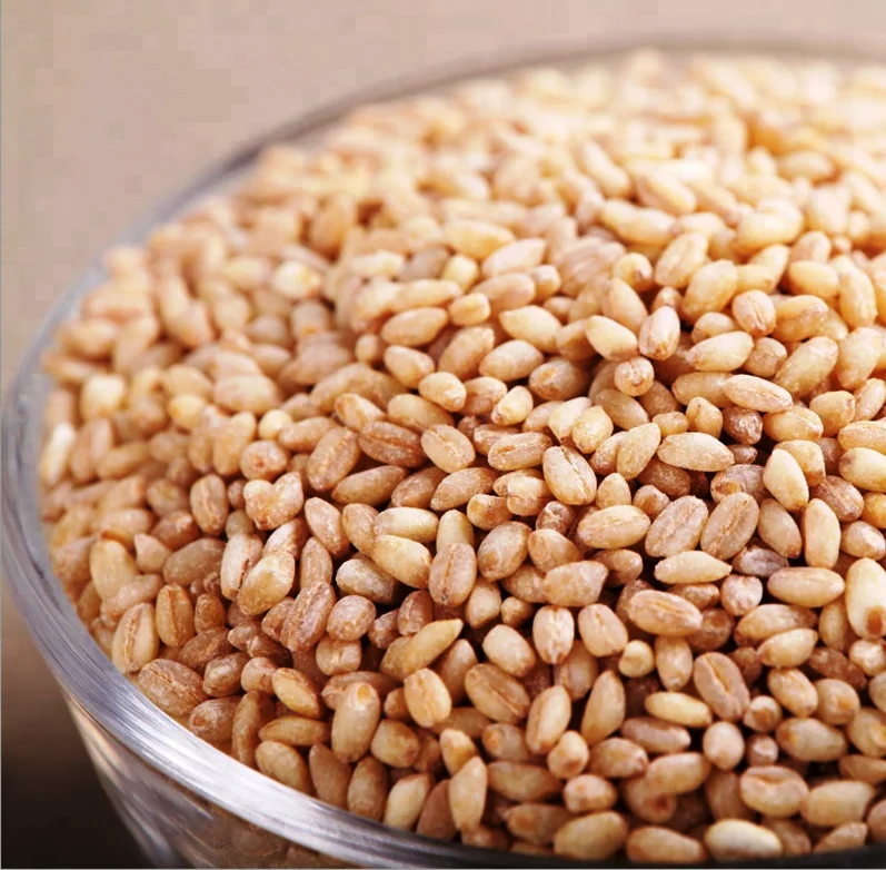 100% Organic Canadian Origin Wheat Dried Hard Texture for Food Use