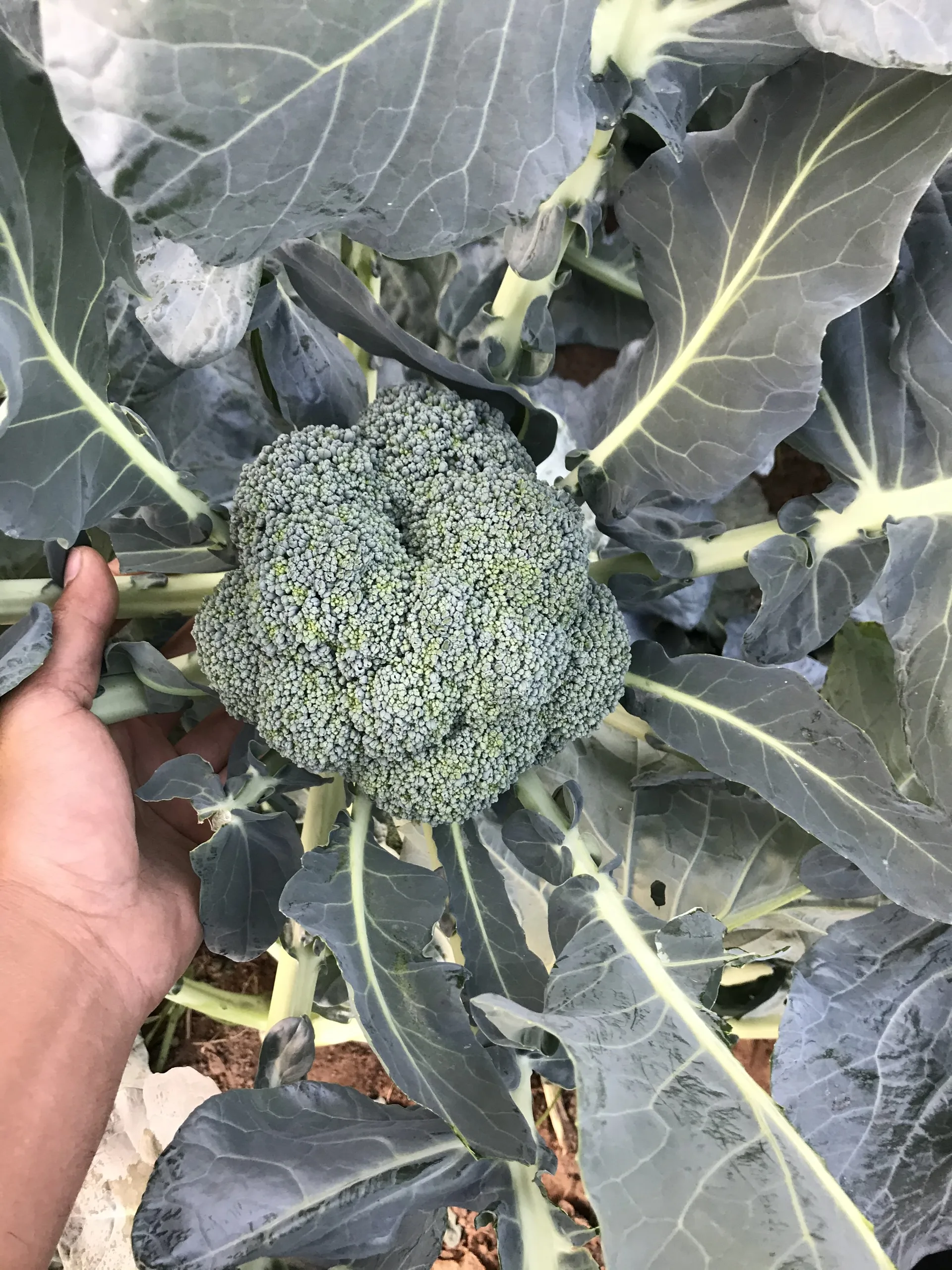 
Good Price 100% Maturity New Crop High Quality Hot Sale Fresh Viet Nam Broccoli Frozen Storage 