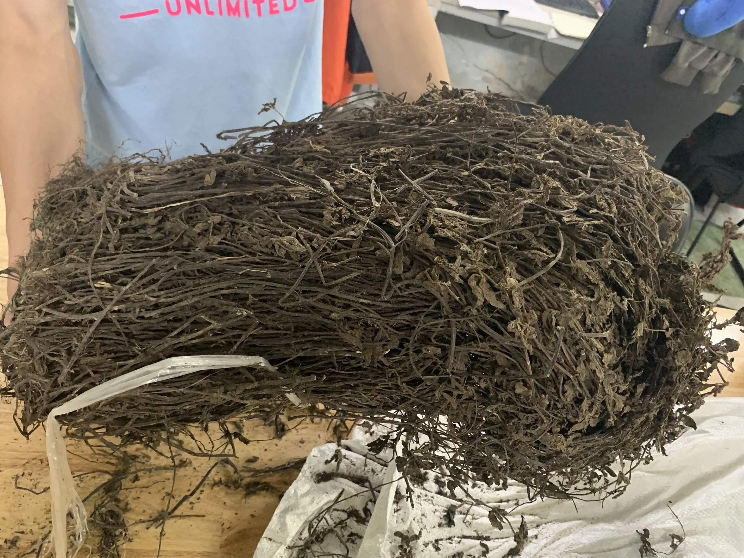 Mesona procumbens листья желе из сушеной травы-Ms Кэти