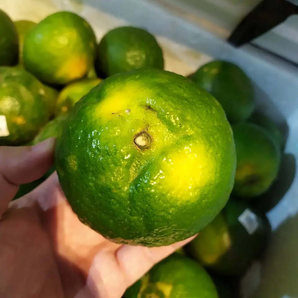 Top Grade Natural Fresh Fruit Fresh Orange Citrus Fruits From Vietnam