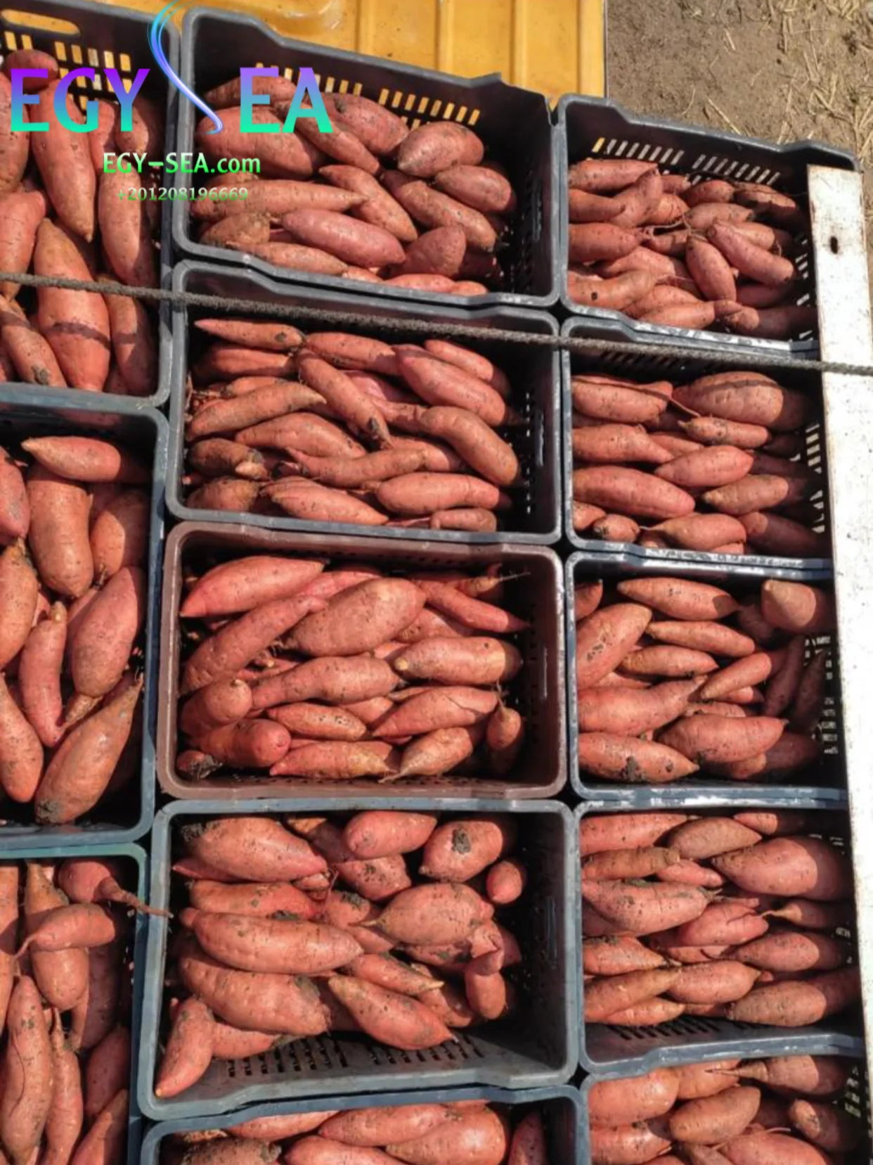 Fresh high quality Egyptian Sweet Potatoes ready to export