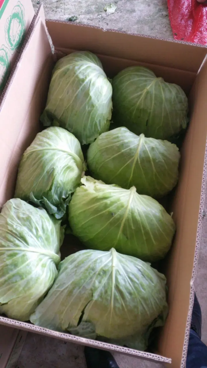 
New Crop Round Shape Vietnamese Fresh Cabbage (Whatsapp/zalo/wechat: +84 912 964 858) 