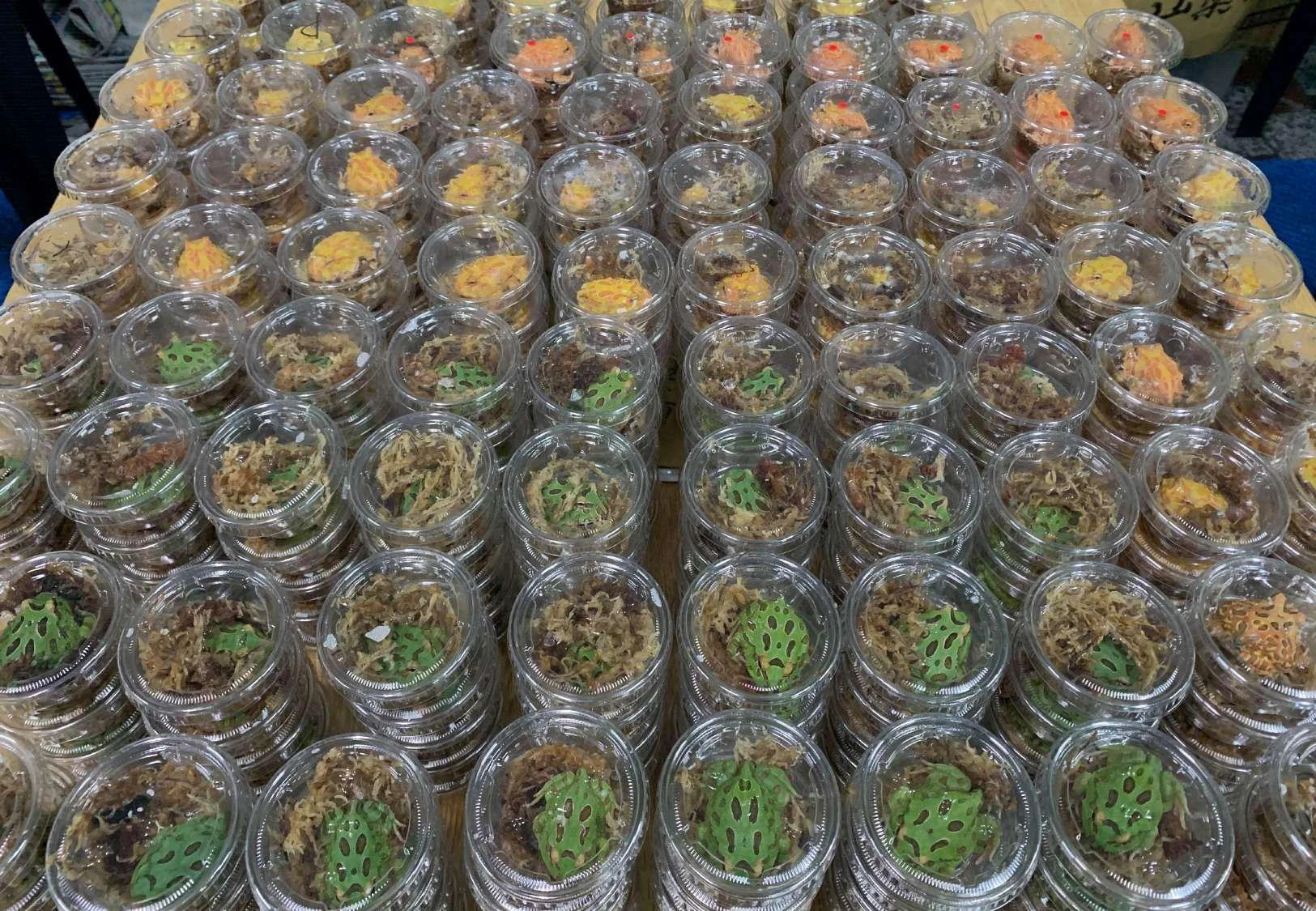 
Farm bred Red Ceratophrys cornuta South American Pacman frog For sale 