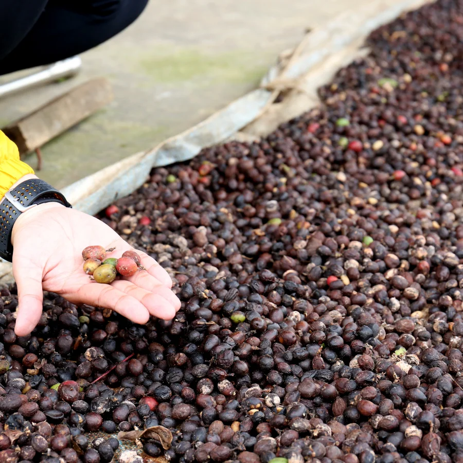 Best Price Robusta Coffee Green Beans Vietnam Coffee - Full washed SCR18 Grade 1 - Vietnam Robusta Coffee Beans