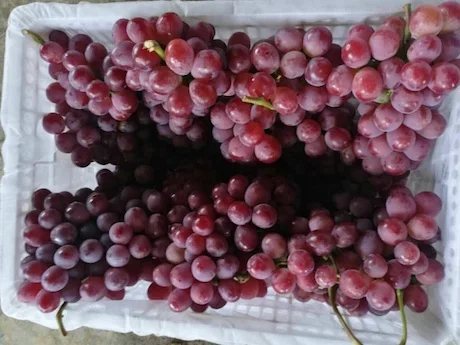 
Fresh Grapes (Seedless / Seeded, Black, Green, Red) For Sale 