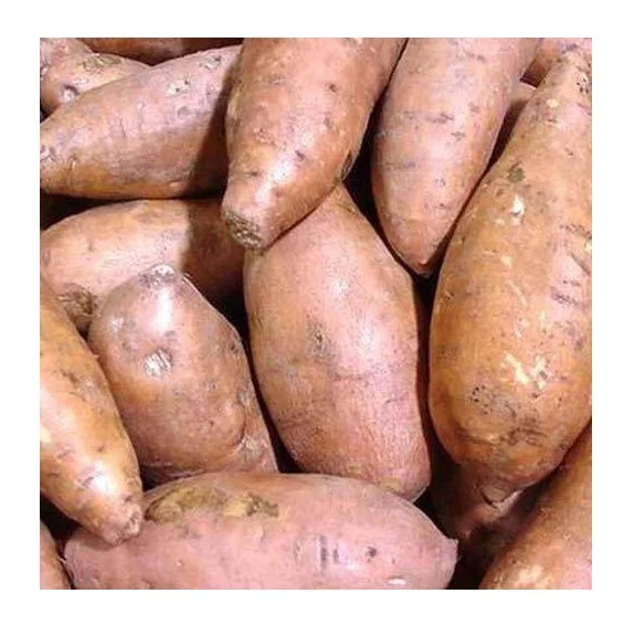 Best Seller Of Fresh Sweet Potatoes At Low Prices