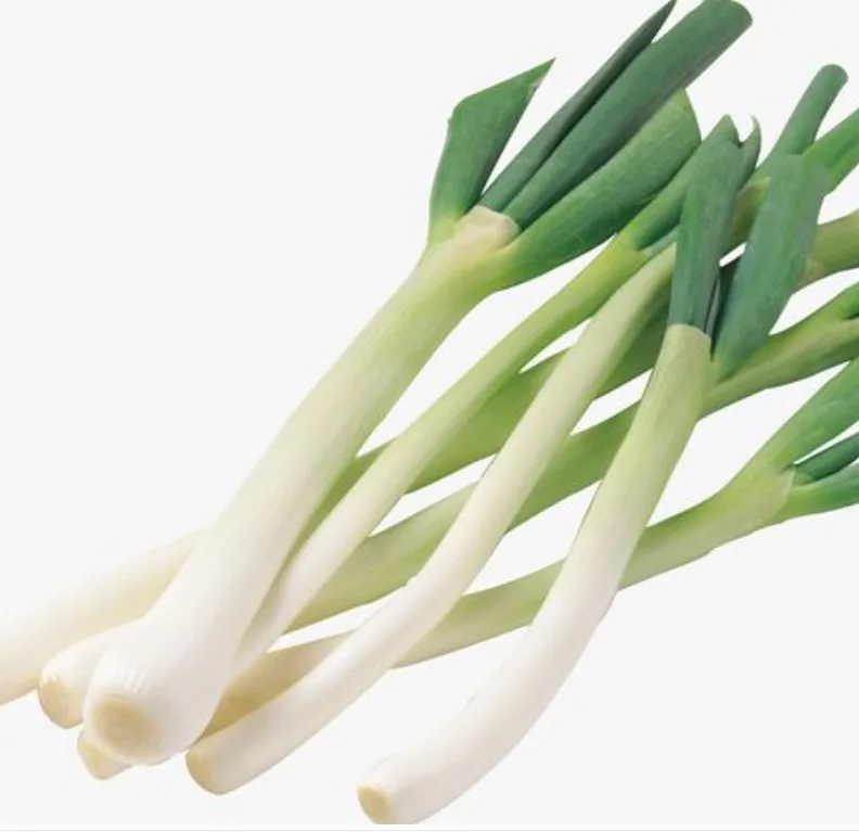 Green onion fresh scallions shallot leek