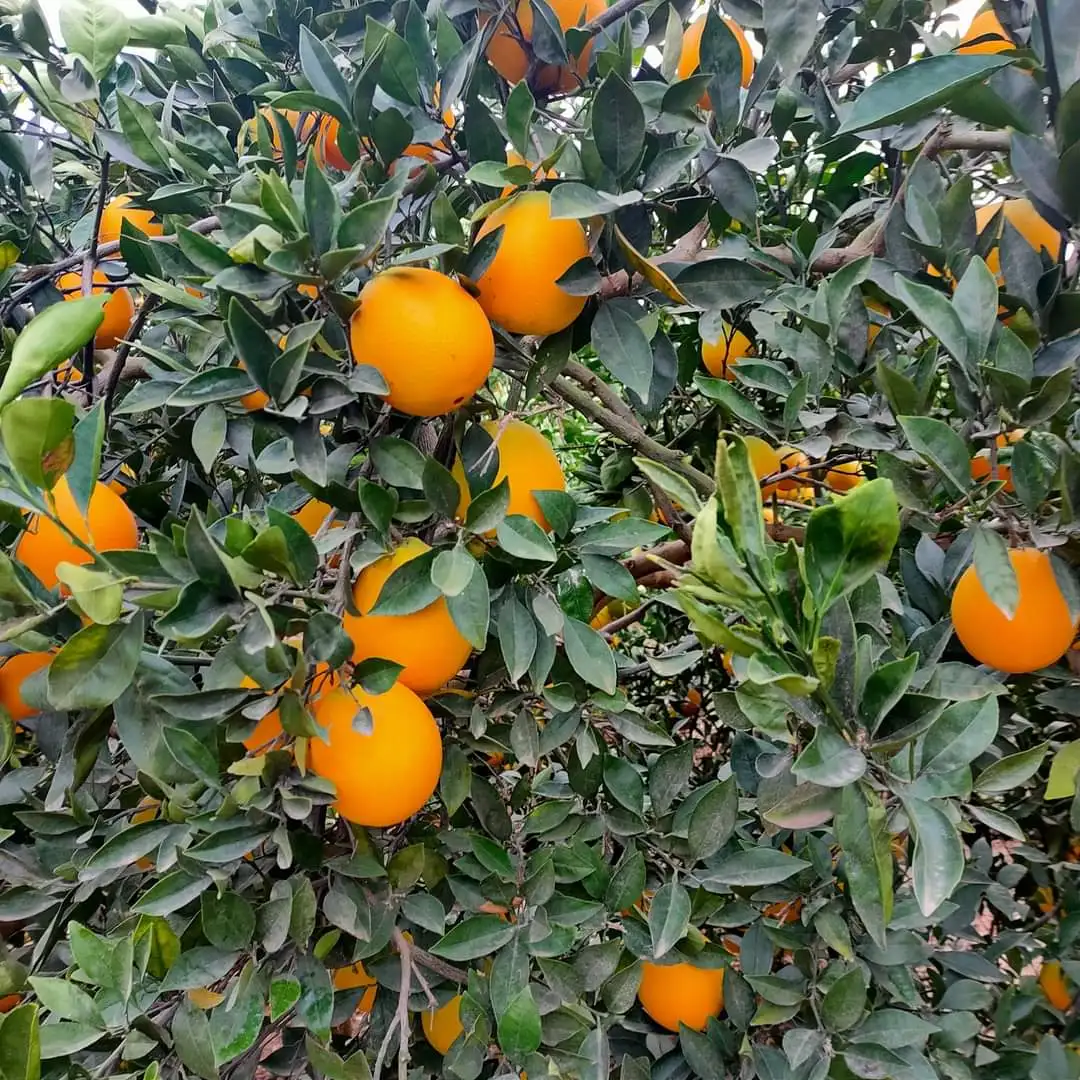 
Fresh Orange Valencia High quality good price 