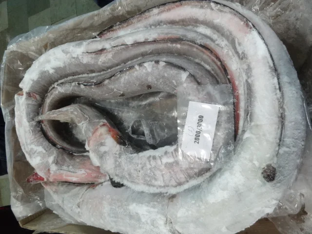 Замороженная рыба угорь