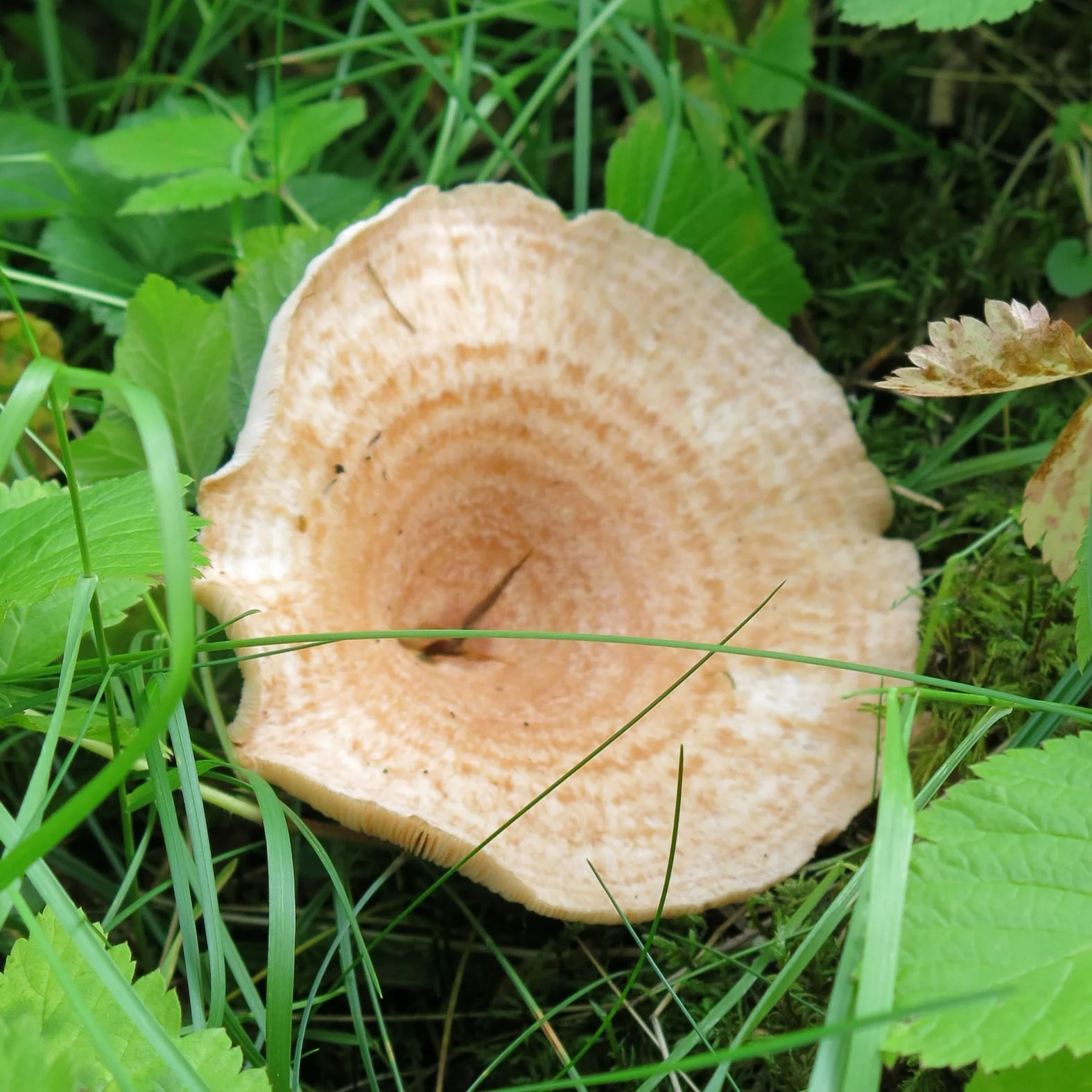 
Natural magic mushrooms dried with good quality 