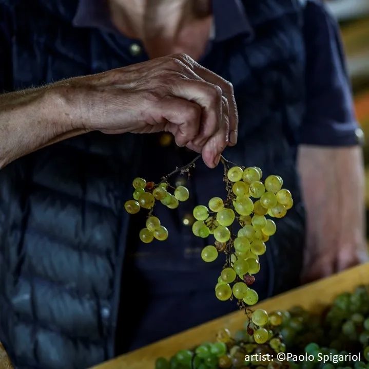 Бурый виноград по выбору китайского винограда FRIULANO RIBOLLA GIALLA SCHIOPPETTINO DI PREPOTTO REFOSCO P.R.