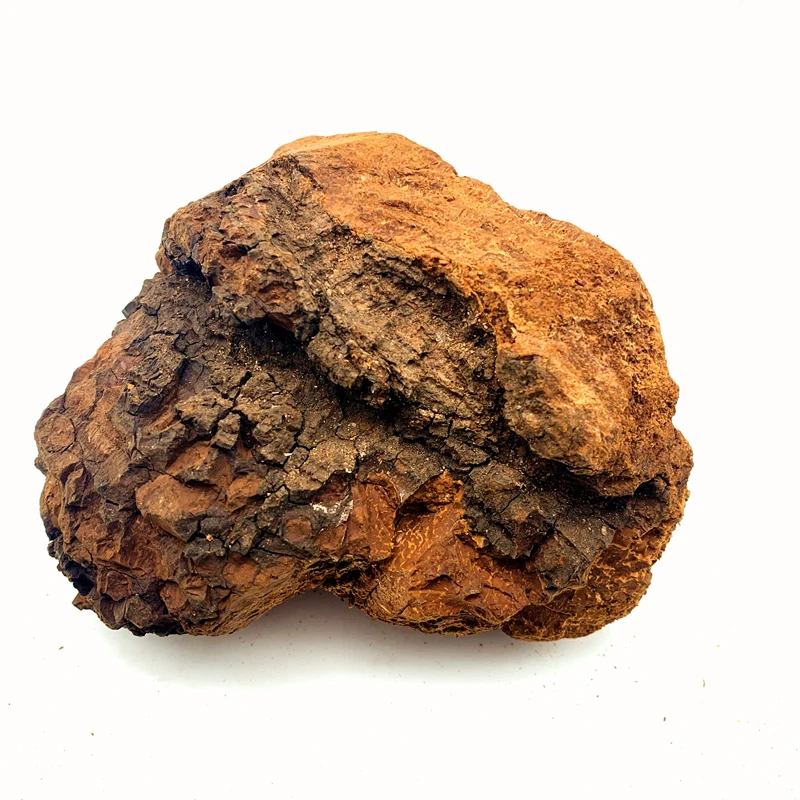 100% Russia Wild Dried chaga mushroom chunks (1700005786079)