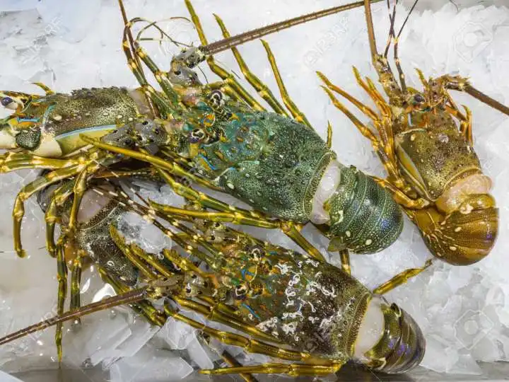 Frozen Lobster6.jpg