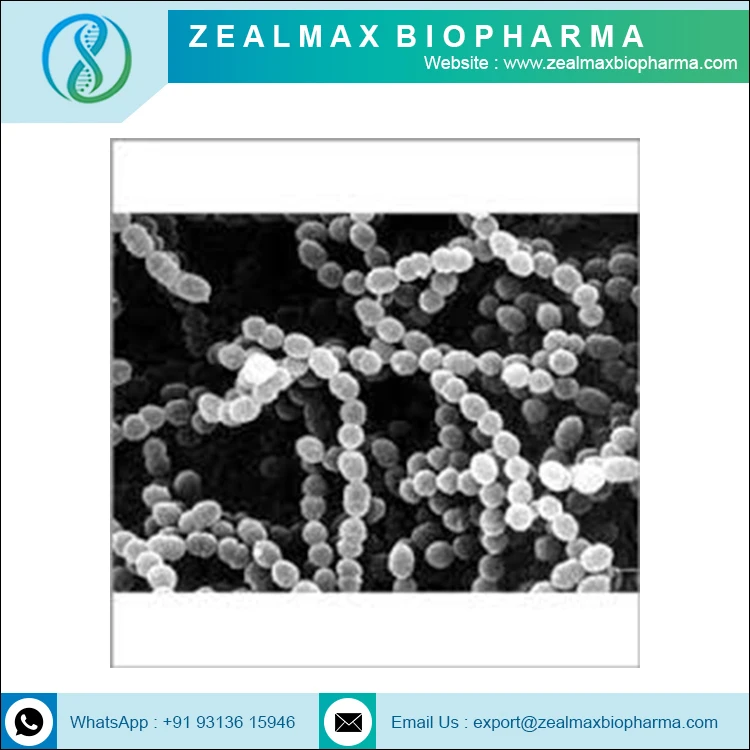 Streptococcus Thermophilus высокое качество OEM ODM ручная пресс-форма для порошок Thermophilus-zealmax Biopharma