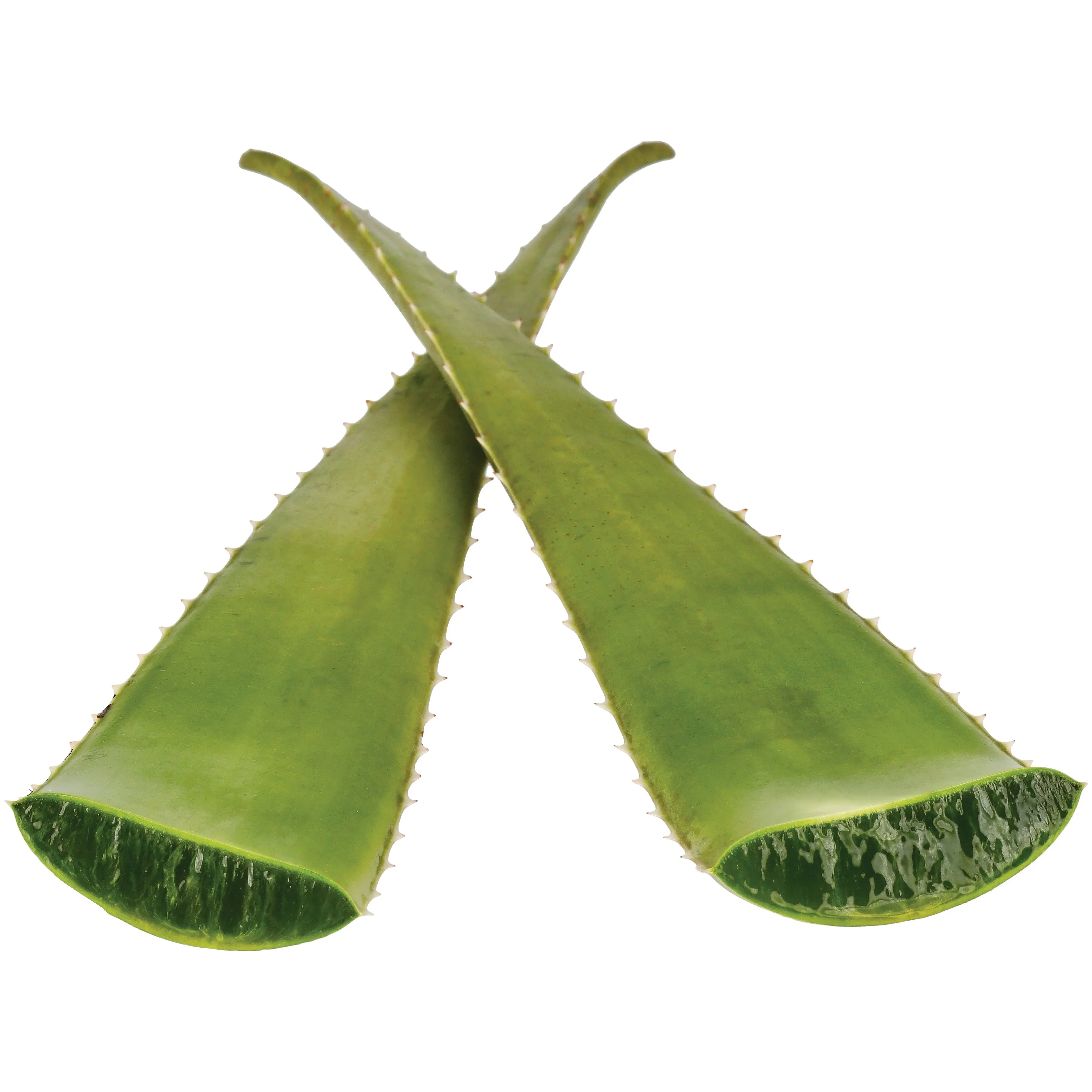 Frozen Aloe Vera Leaf from Vietnam   Ms. Esther (WhatsApp: 0084 963590549)