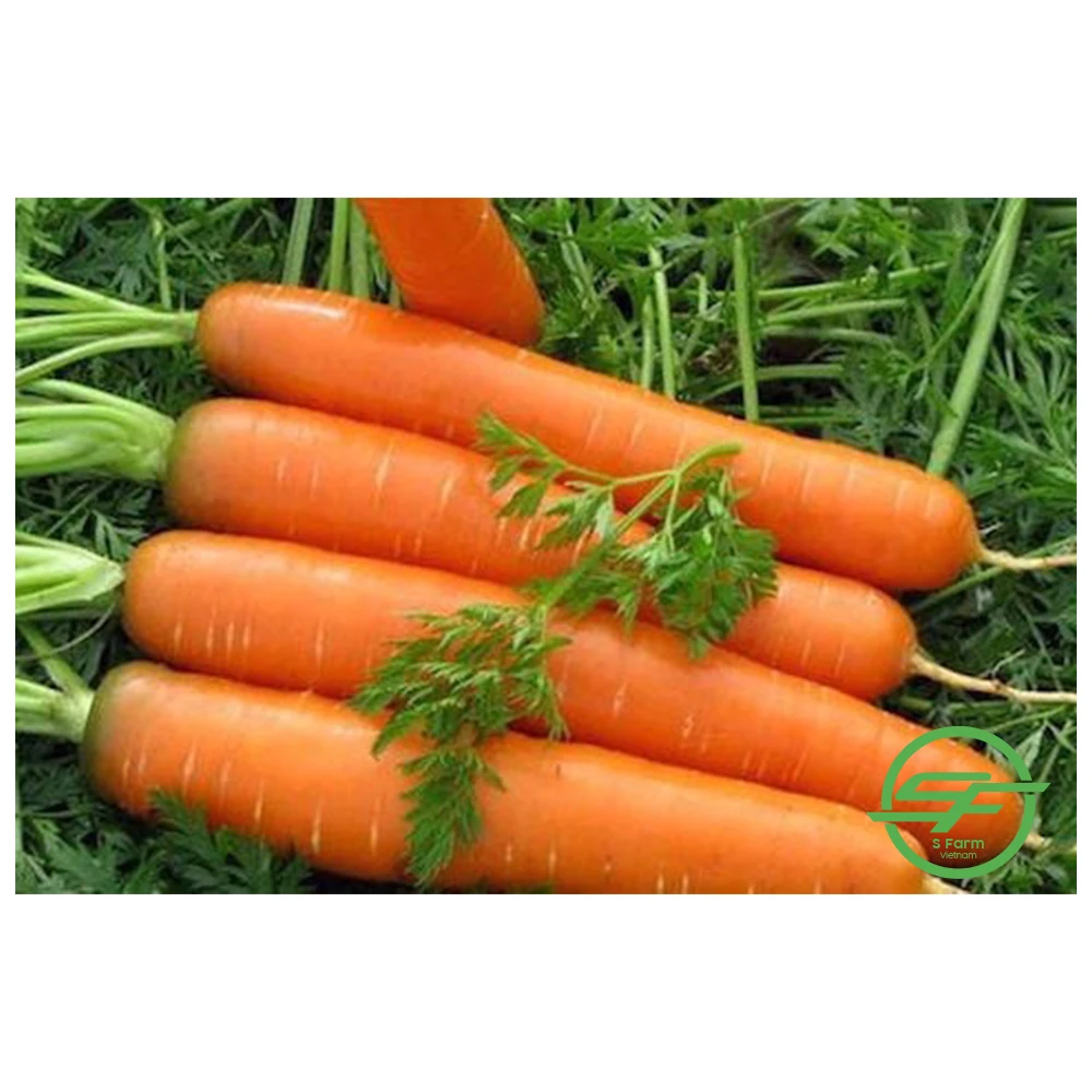 High quality fresh natural organic fresh-harvested carrots from Vietnam with competitive price for export