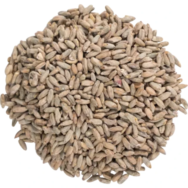 
Hot Sale !!!!! Useful Winter Rye High Quality 