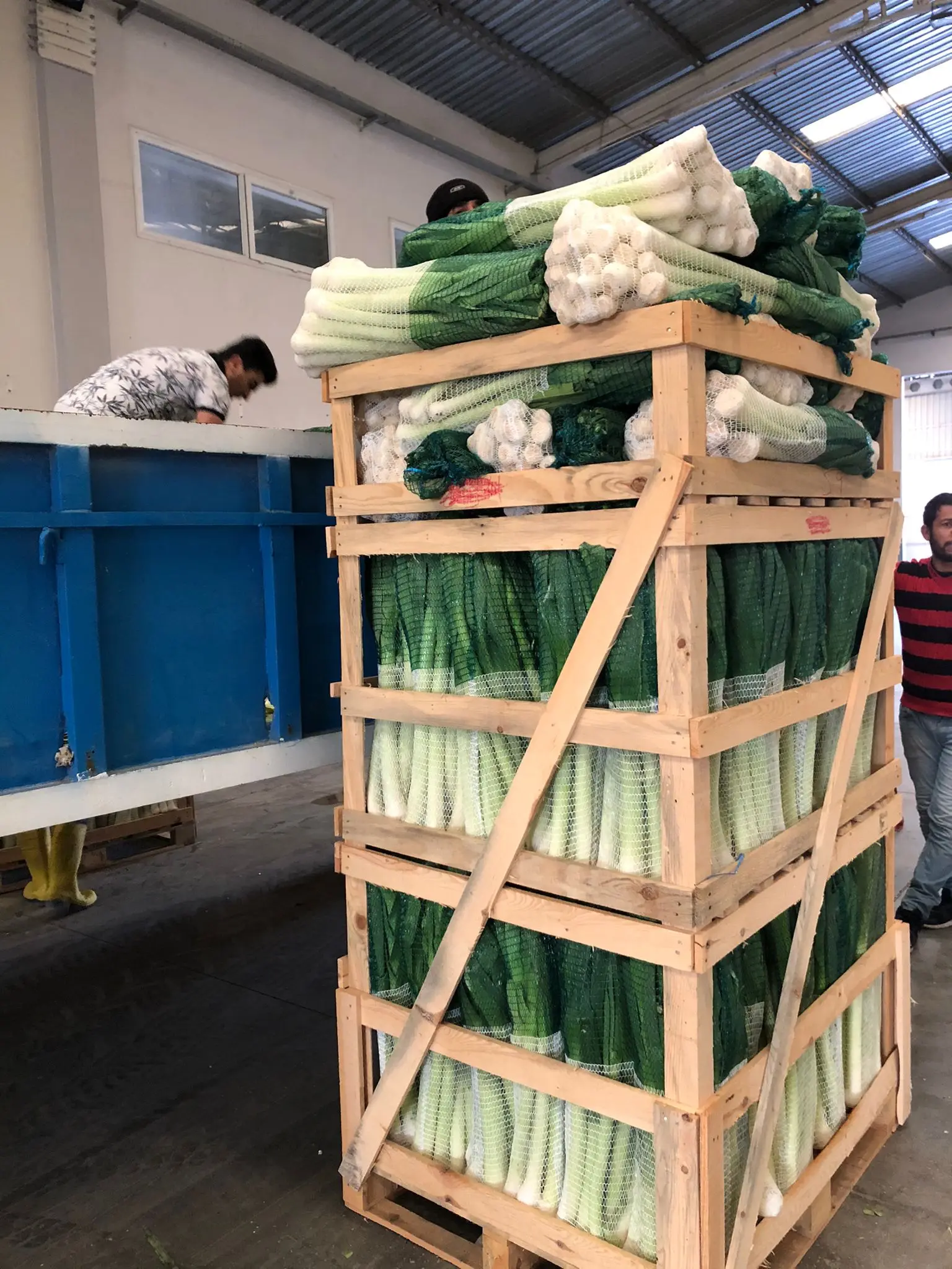 FRESH LEEKS FROM TURKEY WHOLESALE A GRADE READY TO EXPORT NEW CROP 2021