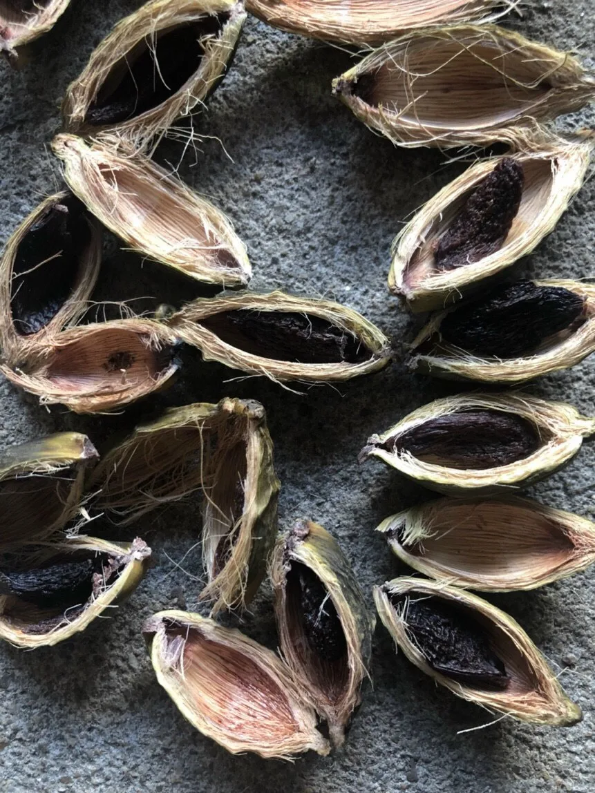 Высококачественный высушенный betel/молодой вареный Betel Nut из Вьетнама