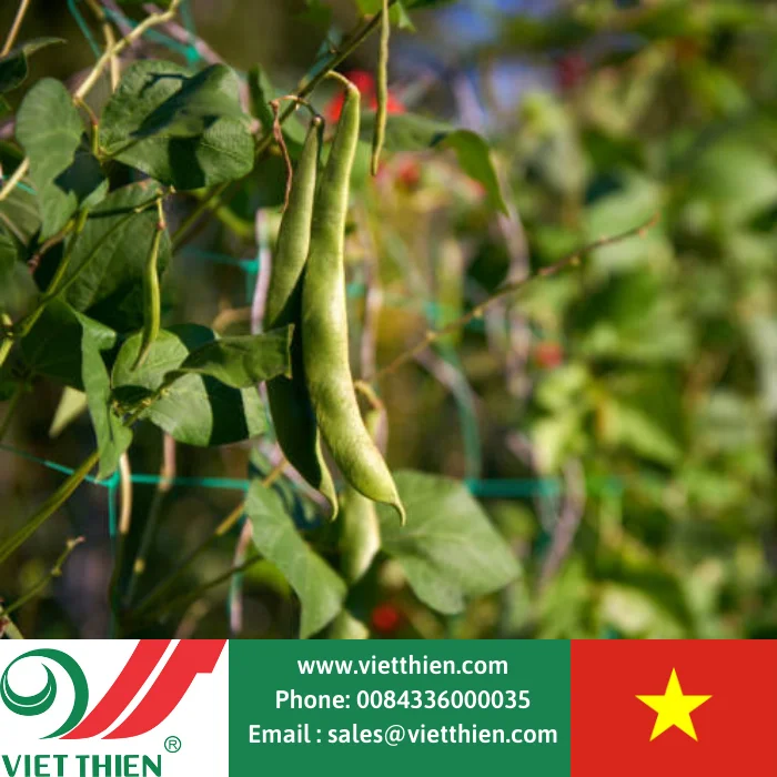 Red beans are clean, high quality, meeting the needs of import and export worldwide in large quantities in Vietnam