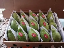 High Quality Fresh Guava Cheap Prices Egyptian Origin