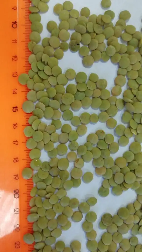 
Green lentils of Russian origin 