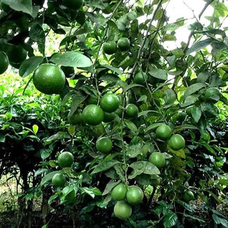 Lemon Seedless, Top Quality Product From Vietnam 2022, lulu lemon  lemon squeezer stainless steel