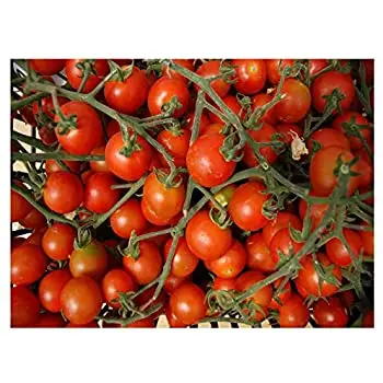 Высококачественные гибридные семена томатов