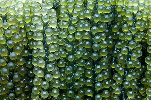  Оптовая продажа высококачественные свежие соленые виноградные водоросли сделанные во Вьетнаме мисс гризелда + 84 388 765
