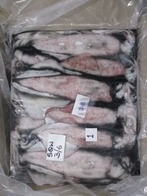 
squid Whole Round 