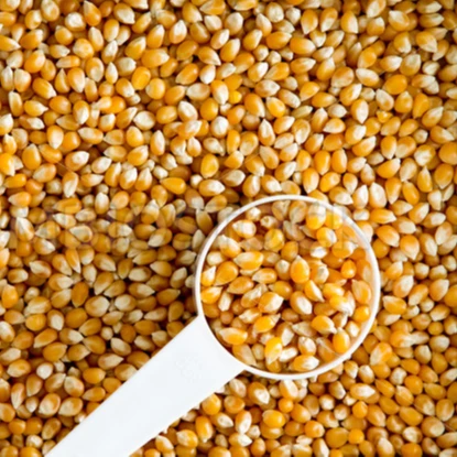 
Top quality Dried Yellow Corn - Maize Dry For Animal Feed 