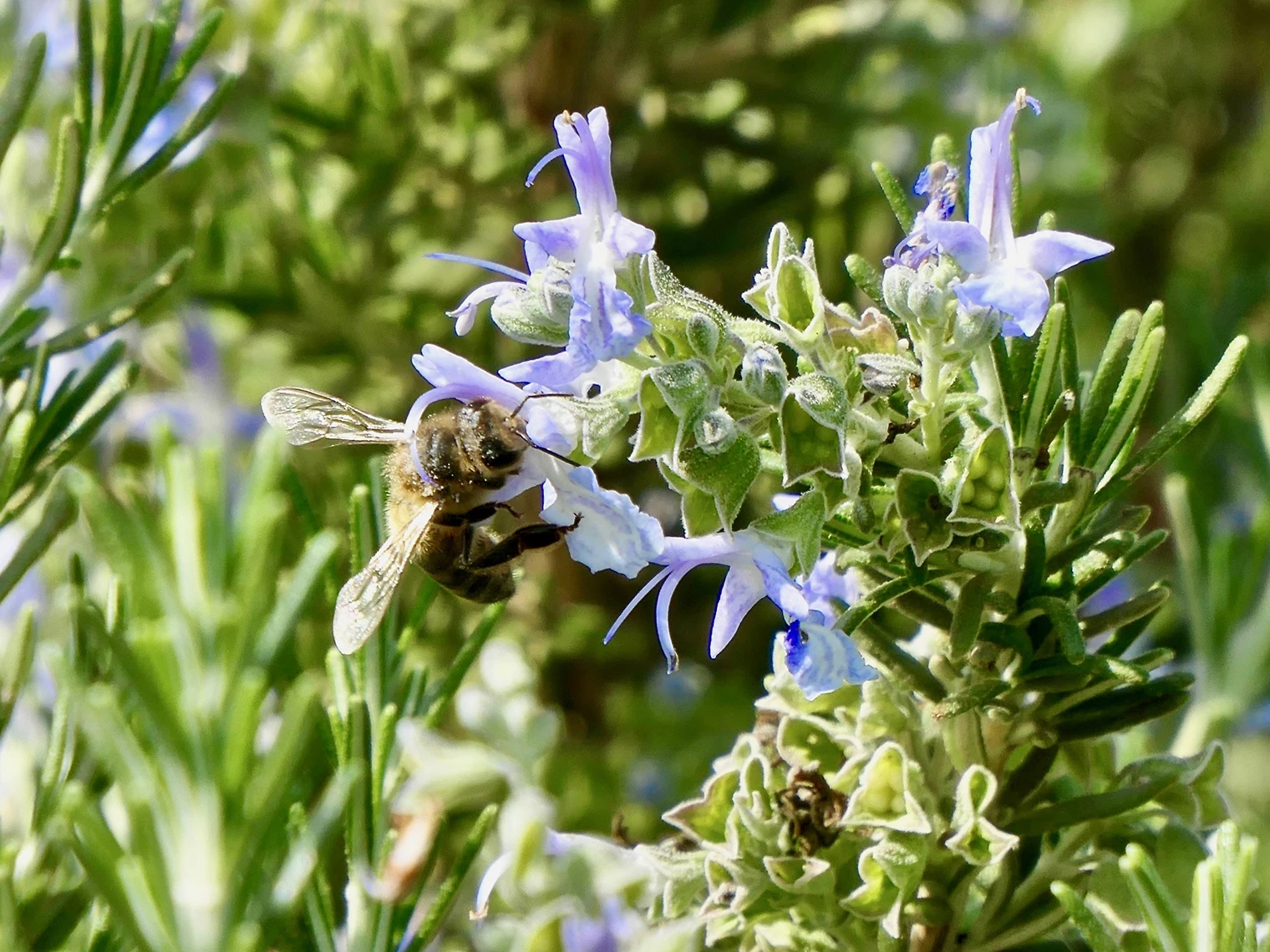 Premium Rosemary Blossom Honey. Soft honey with a real vegetable character and florality sweetness. No preservatives.Sustainable