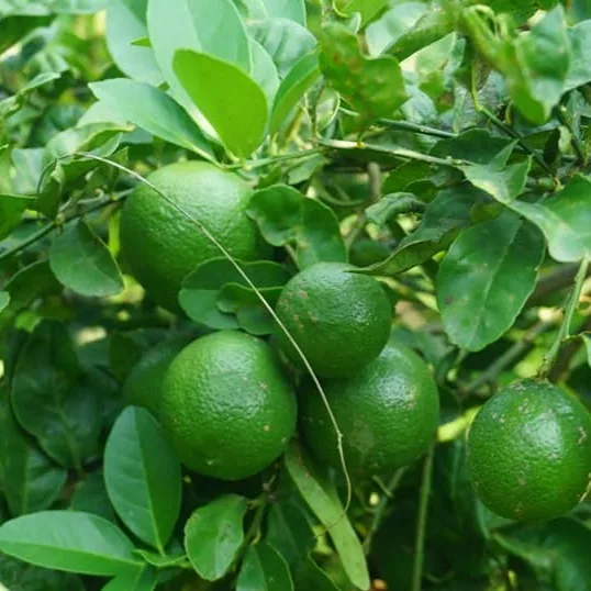 Свежий лайм/лимон без семян Вьетнам высокое качество лучшее предложение для экспорта свежий готов к отправке ЕС Азиатский рынок