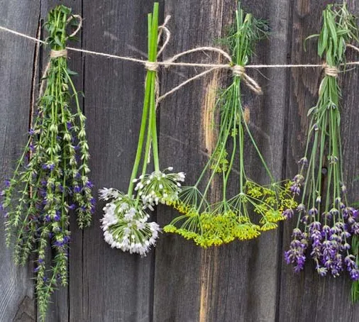 Рио индийская сатива терпен смеси OEM травяные требуются дистрибьюторы по всему миру