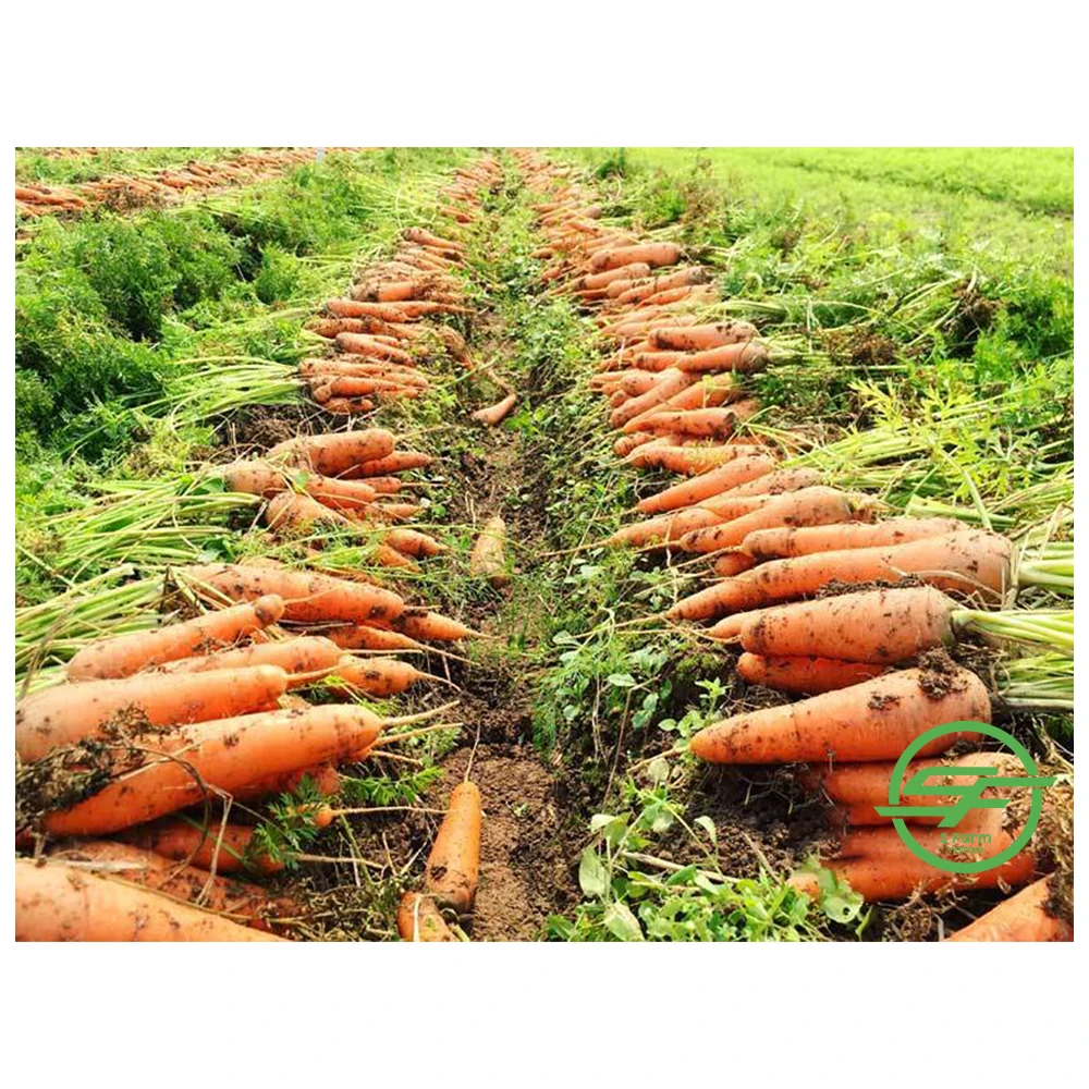 Новый Урожай высококачественной вьетнамской моркови для продажи от оптовых поставщиков моркови