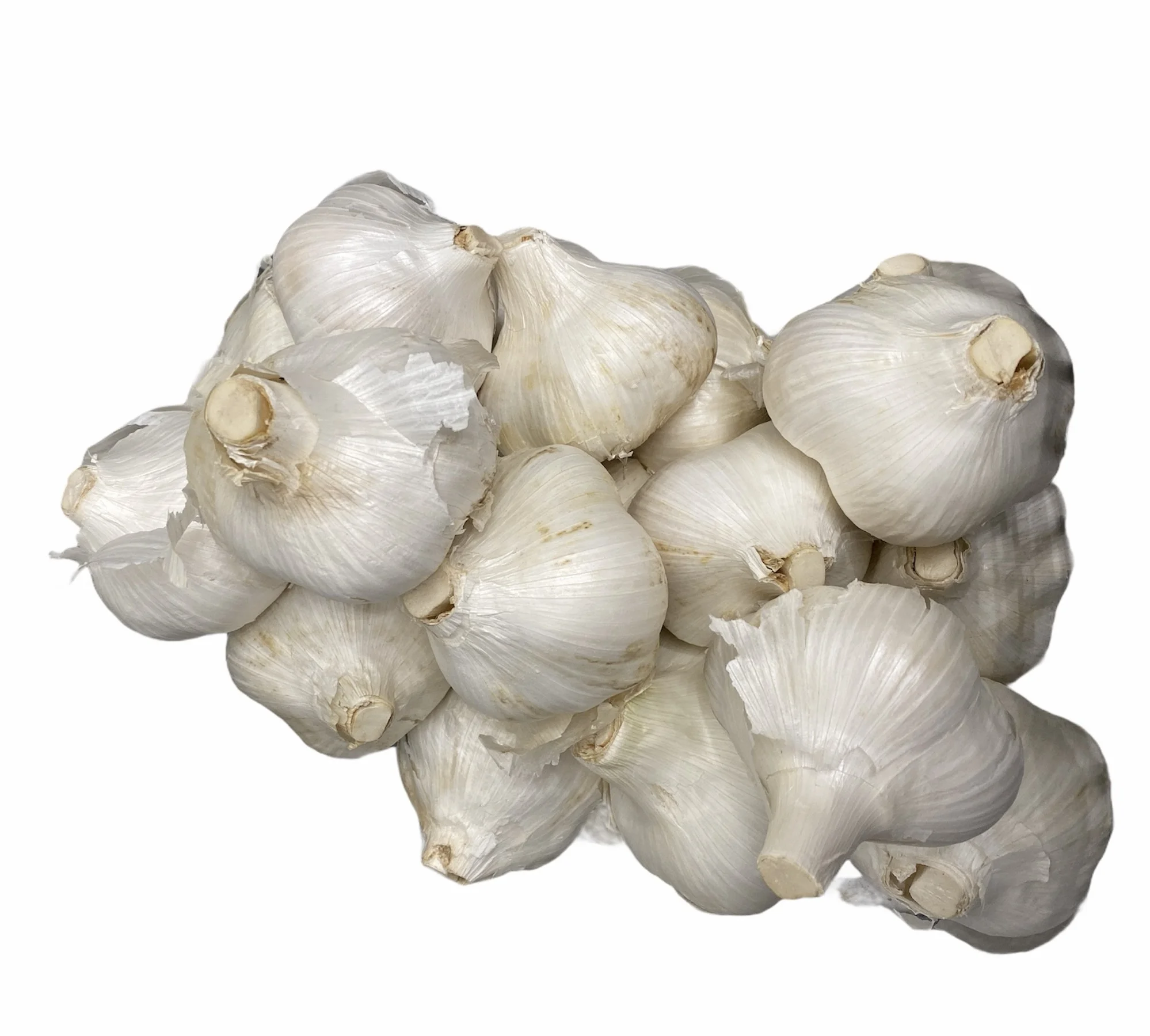 Elephant Garlic /2021 HARVEST / Fresh Garlic / Pure White Garlic /