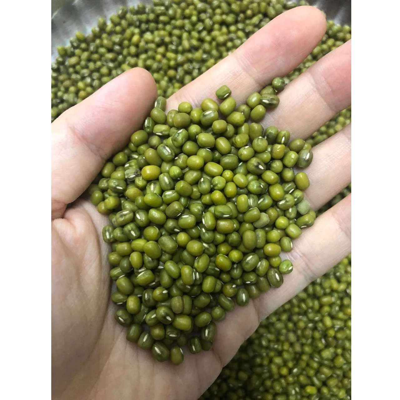 
Gold Seller High Quality Mung Beans and Dried Green Mung Whole for Exporting (WhatsApp: +6581317198) 