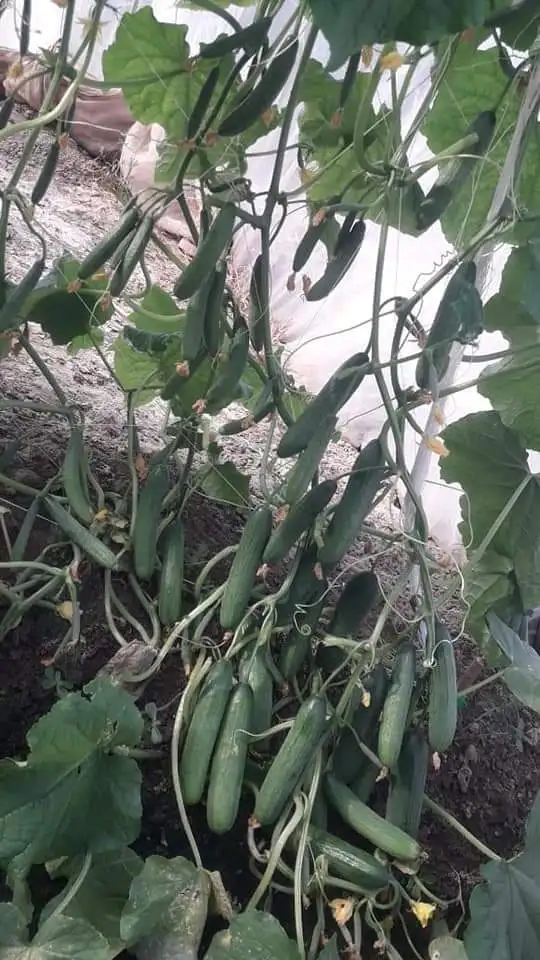 
2021 NEW HIGH YEILD DARK GREEN HOUSE / OPEN FIELD SEEDS FOR IRAQ (GYNOECIOUS) 