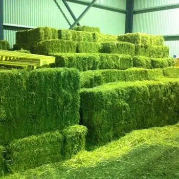 Cheap Top Quality Alfafa Hay For Animal Feeding Stuff Alfalfa!!