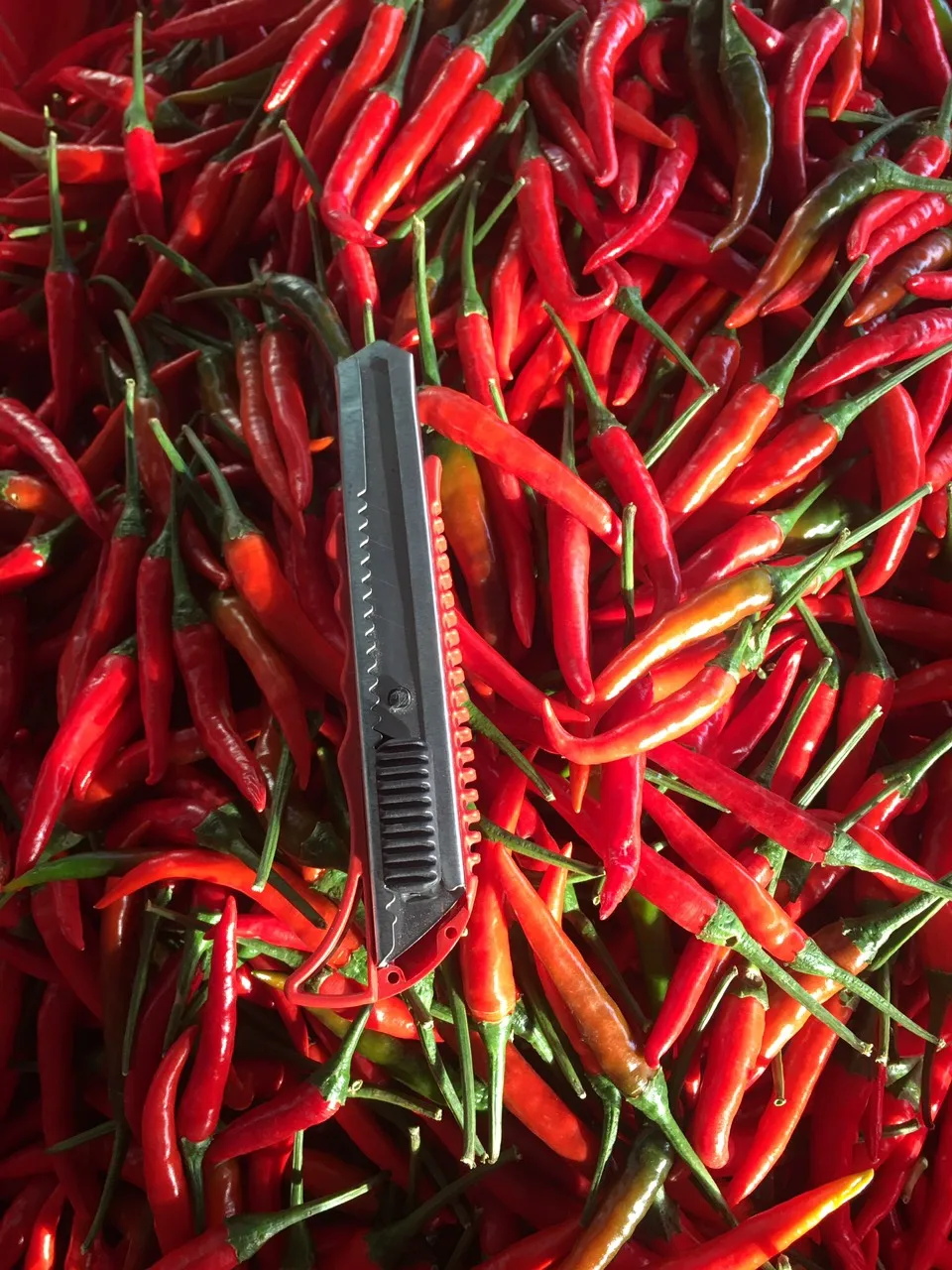2021 Натуральный Свежий красный чили, новый урожай, горячий пряный покупатель/лучшее качество, оптовая цена, бесплатный налог, много пряных уровней, низкий налог из Вьетнама