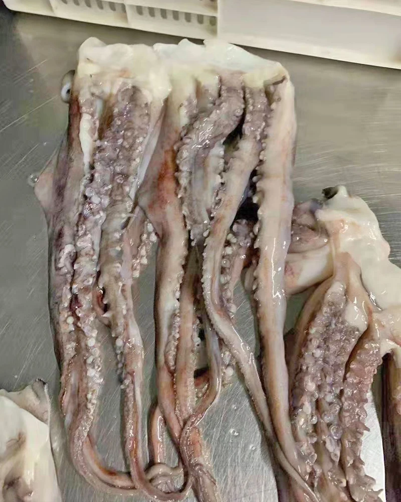 Factory Frozen Giant Squid Tentacles Squid
